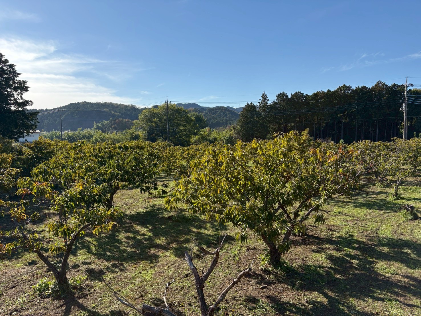 ちきりや農園の風景
