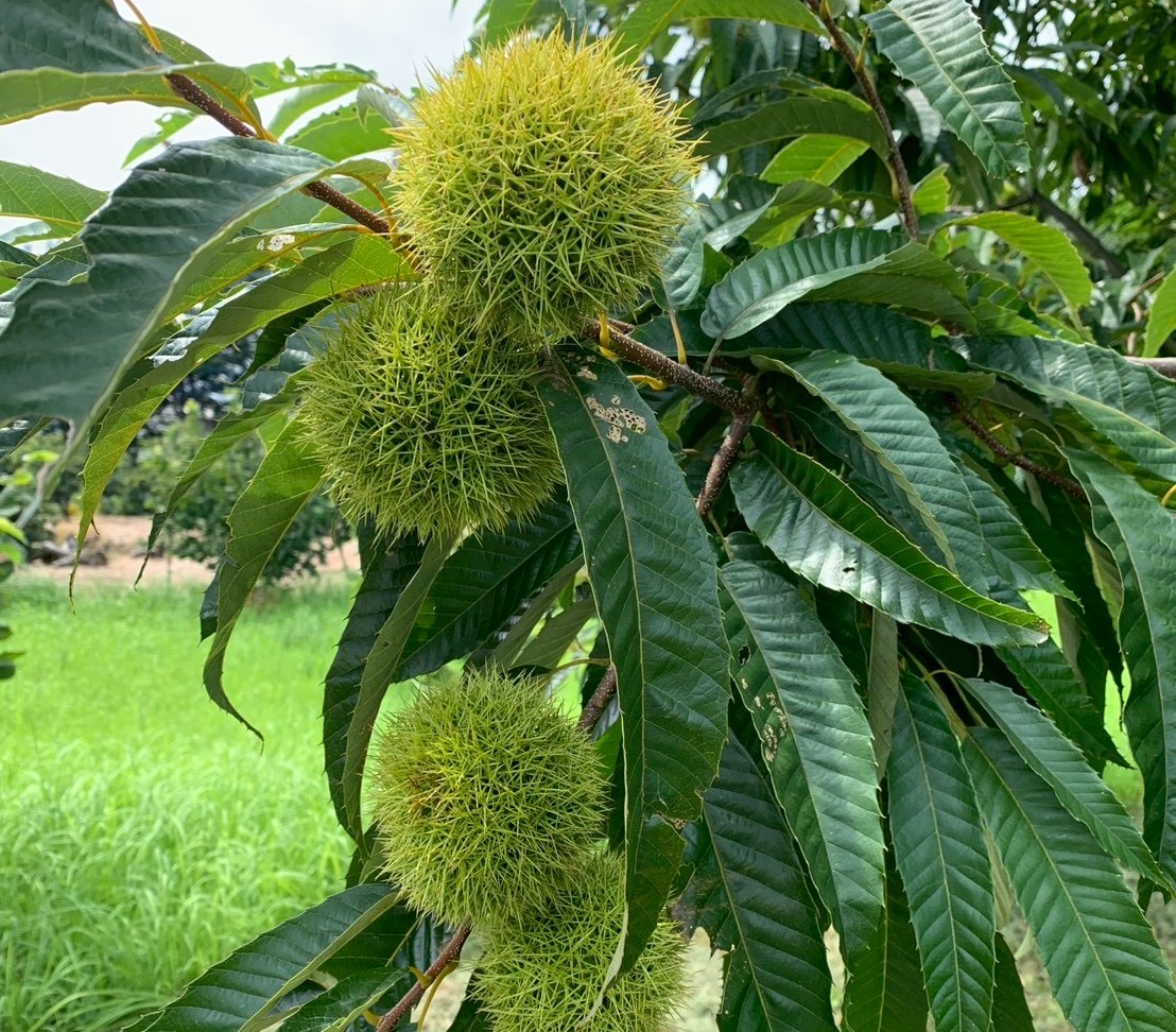 たわわに実る和栗