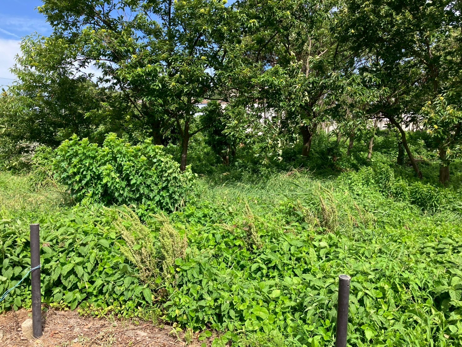 荒れていた圃場1