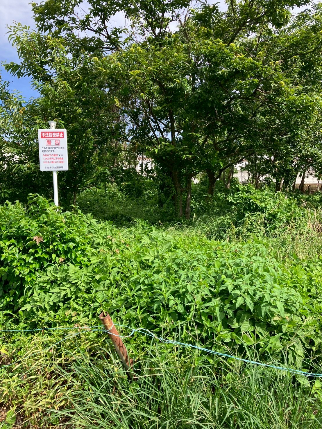 荒れていた圃場2